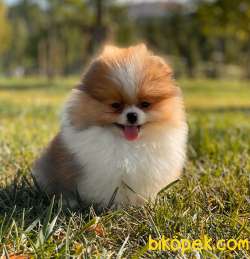 TEDDY BEAR POMERANİAN BOO YAVRULAR 1
