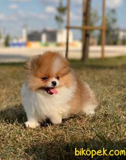 TEDDY BEAR POMERANİAN BOO YAVRULAR 2
