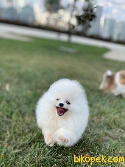 TEDDY BEAR POMERANİAN BOO YAVRULAR 4
