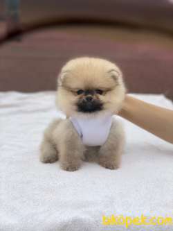 Teddy Bear Pomeranian Boo Yavrular 5