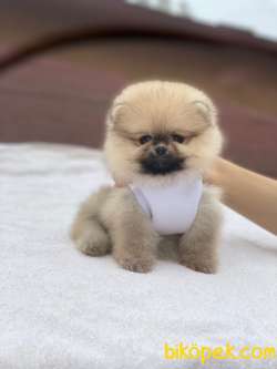 Teddy Bear Pomeranian Boo Yavrular 2