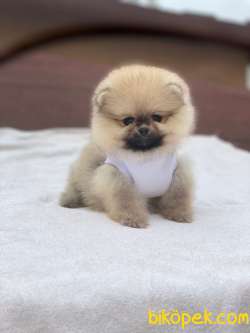Teddy Bear Pomeranian Boo Yavrular 4