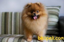 Teddy Bear POMERANİAN BOO YAVRULARI 2