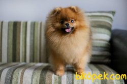 Teddy Bear POMERANİAN BOO YAVRULARI 5