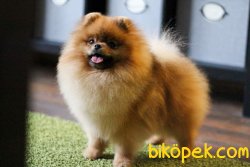 Teddy Bear POMERANİAN BOO YAVRULARI 1