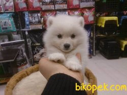 Teddy Bear POMERANİAN BOO YAVRULARI 2