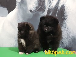 Teddy Bear POMERANİAN BOO YAVRULARI 5