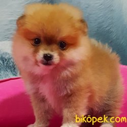 Teddy Bear POMERANİAN BOO YAVRULARI 1