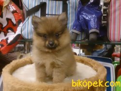 Teddy Bear POMERANİAN BOO YAVRULARI 3