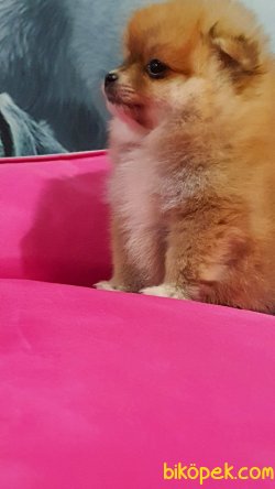 TEDDY BEAR POMERANİAN BOO YAVRULARI İLETİŞİM İÇİN LÜTFEN ARAYIN 2
