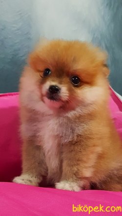 TEDDY BEAR POMERANİAN BOO YAVRULARI İLETİŞİM İÇİN LÜTFEN ARAYIN 1