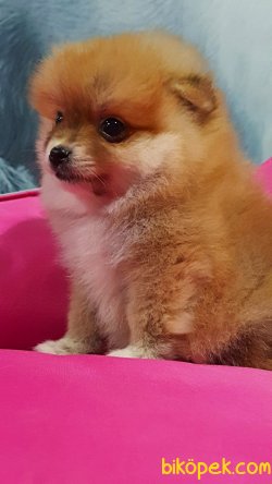 TEDDY BEAR POMERANİAN BOO YAVRULARI İLETİŞİM İÇİN LÜTFEN ARAYIN 4