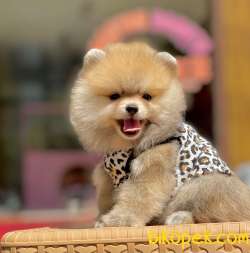 Teddy Bear Pomeranian Boo Yavrularımız 1