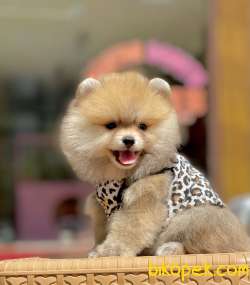 Teddy Bear Pomeranian Boo Yavrularımız 3