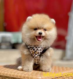 Teddy Bear Pomeranian Boo Yavrularımız 4