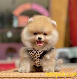 Teddy Bear Pomeranian Boo Yavrularımız 2