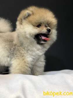 Teddy Bear Pomeranian Boo Yavrumuz 1
