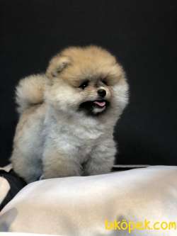 Teddy Bear Pomeranian Boo Yavrumuz 3