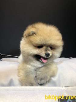 Teddy Bear Pomeranian Boo Yavrumuz 5