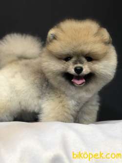 Teddy Bear Pomeranian Boo Yavrumuz 2