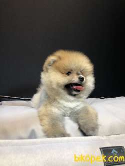 Teddy Bear Pomeranian Boo Yavrumuz 4