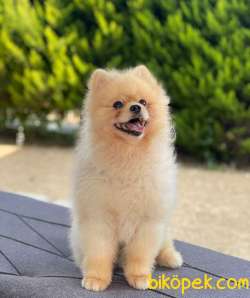 TEDDY BEAR POMERANİAN BOO YAVRUMUZ 3