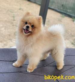 TEDDY BEAR POMERANİAN BOO YAVRUMUZ 2