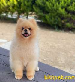 TEDDY BEAR POMERANİAN BOO YAVRUMUZ 5