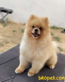 TEDDY BEAR POMERANİAN BOO YAVRUMUZ 1