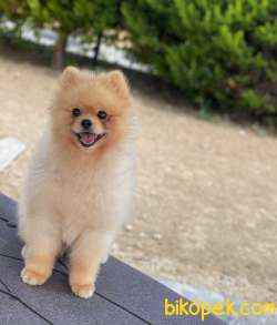 TEDDY BEAR POMERANİAN BOO YAVRUMUZ 4