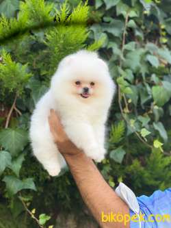 Teddy Bear Pomeranian Boo  Yavrumuz 1