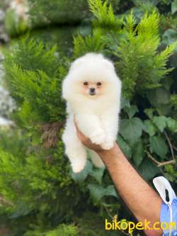 Teddy Bear Pomeranian Boo  Yavrumuz 5
