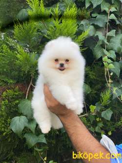 Teddy Bear Pomeranian Boo  Yavrumuz 3