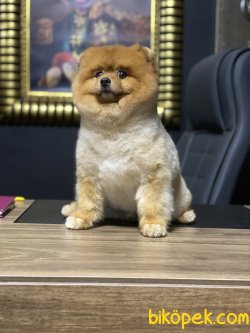 Teddy Bear Pomeranian Boo Yetişkin Eğitimli 3