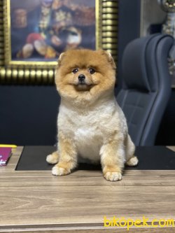 Teddy Bear Pomeranian Boo Yetişkin Eğitimli 2