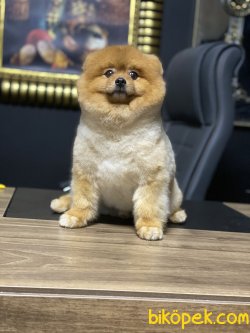 Teddy Bear Pomeranian Boo Yetişkin Eğitimli 4