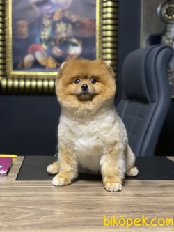 Teddy Bear Pomeranian Boo Yetişkin Eğitimli 1