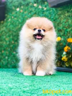Teddy Bear Pomeranian Dişi 1