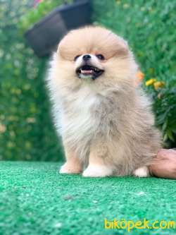 Teddy Bear Pomeranian Dişi 3