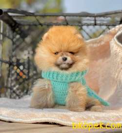 Teddy Bear Pomeranian Dişi Yavrumuz 1