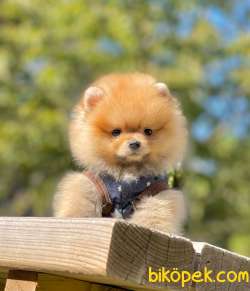 Teddy Bear Pomeranian Oğlum HECTOR 1