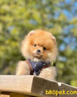 Teddy Bear Pomeranian Oğlum HECTOR 4