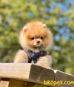 Teddy Bear Pomeranian Oğlum HECTOR 2