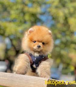 Teddy Bear Pomeranian Oğlum HECTOR 3