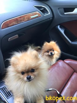 Teddy Bear Pomeranian Orjinal  Ayı Surat 1
