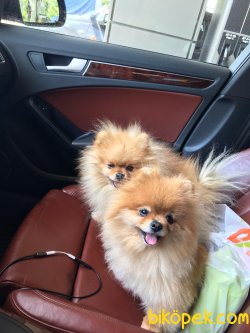 Teddy Bear Pomeranian Orjinal  Ayı Surat 3