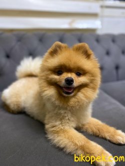 Teddy Bear Pomeranian Orjinal  Ayı Surat 2