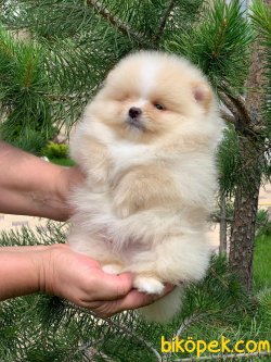 Teddy Bear Pomeranian Orjinal Secereli 5