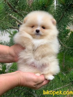Teddy Bear Pomeranian Orjinal Secereli 1