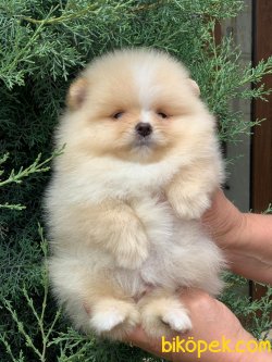 Teddy Bear Pomeranian Orjinal Secereli 4